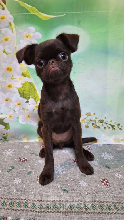 Собаки в Москве: Щенок пти брабансон мальчик Мальчик, 130 000 руб. - фото 10