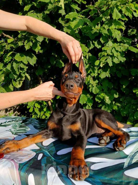 Собаки в Краснодаре: Щенки добермана от титулованых родителей Мальчик, 50 000 руб. - фото 6