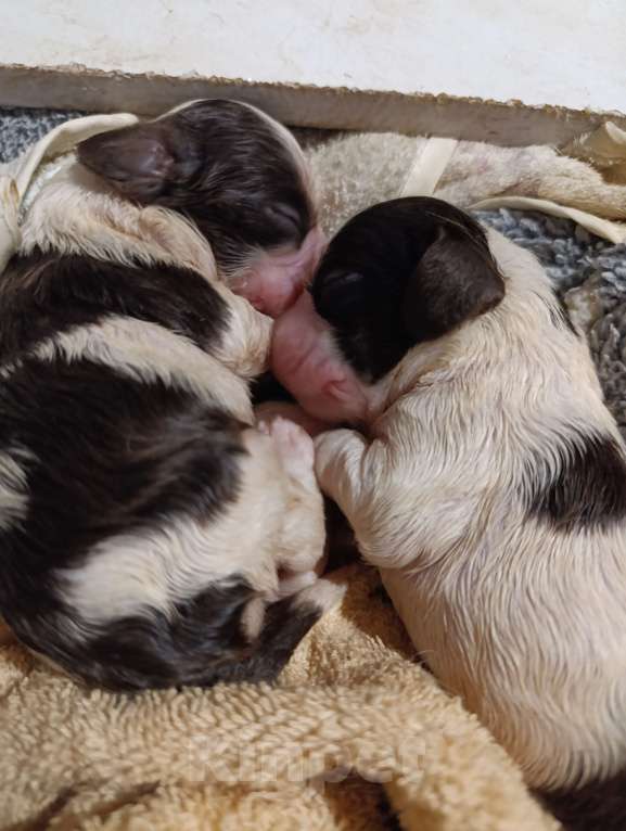 Собаки в других городах Воронежской области: Американский кокер спаниель Девочка, 40 000 руб. - фото 1