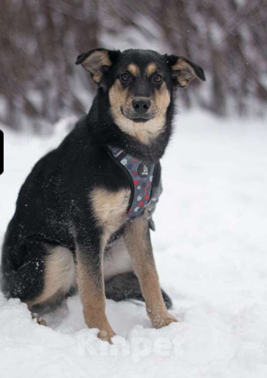 Собаки в Москве: Точка Девочка, Бесплатно - фото 3