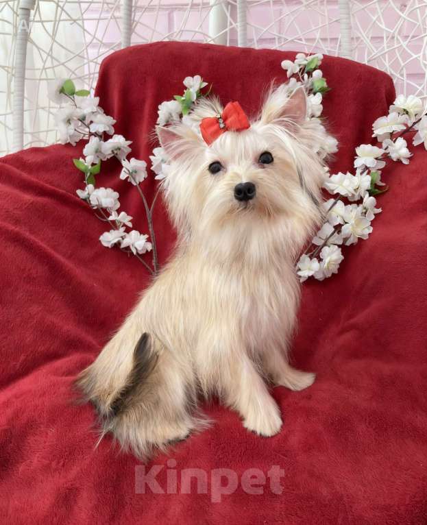 Собаки в Москве: Мини йорк девочка золотая подрощенная Девочка, 80 000 руб. - фото 3