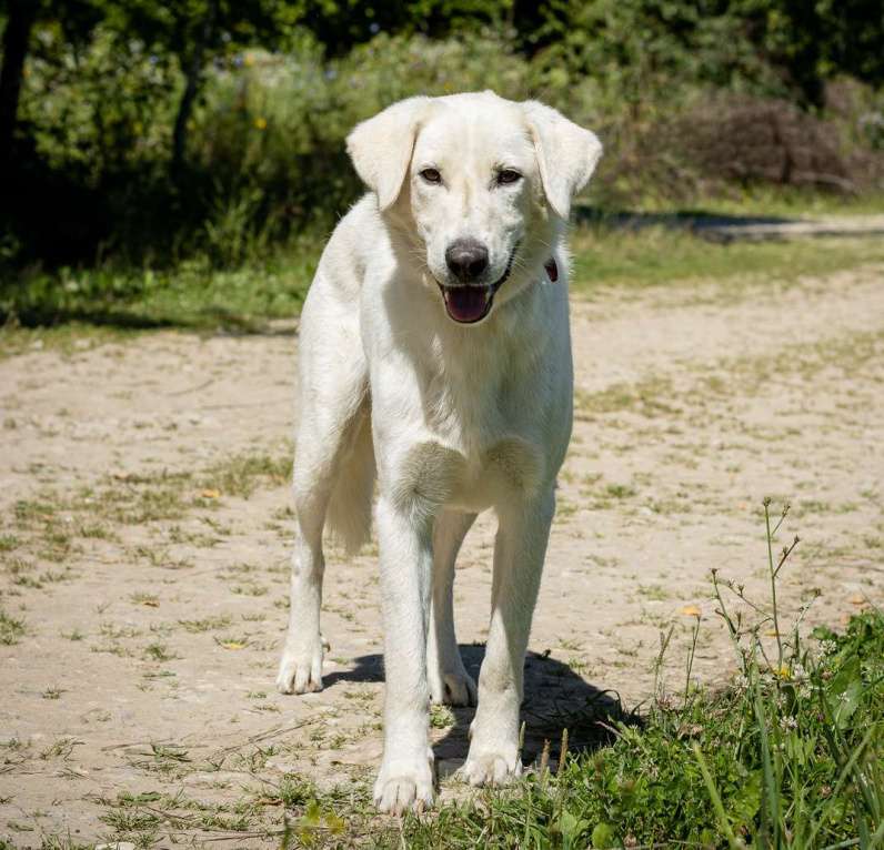 Собаки в Москве: Белый Мальчик, Бесплатно - фото 4