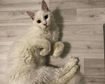 Кошки в Ельне: Красавчик мейн кун, 15 000 руб. - фото 1