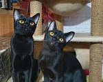 Кошки в Санкт-Петербурге: Котята породы бомбей Мальчик, Бесплатно - фото 2
