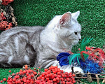 Кошки в Барнауле: котенок  британец  Мальчик, 5 000 руб. - фото 1