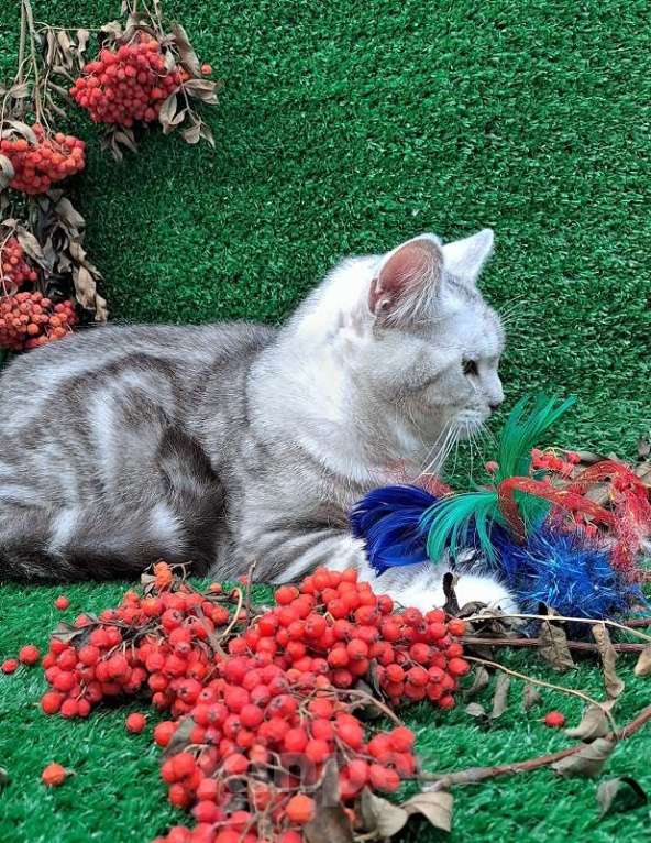 Кошки в Барнауле: котенок  британец  Мальчик, 5 000 руб. - фото 1