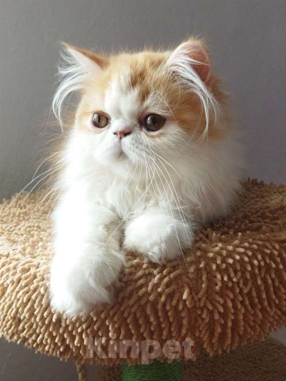 Кошки в Москве: Пушистое счастье Мальчик, 30 000 руб. - фото 3