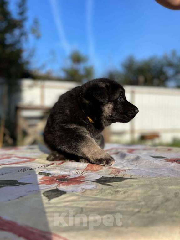 Собаки в других городах Ленинградской области: Сука ВЕО от Гордость Питера Церри Бой х Гроза Девочка, 40 000 руб. - фото 6