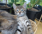 Кошки в Севастополе: Котята Разнополые, Бесплатно - фото 2