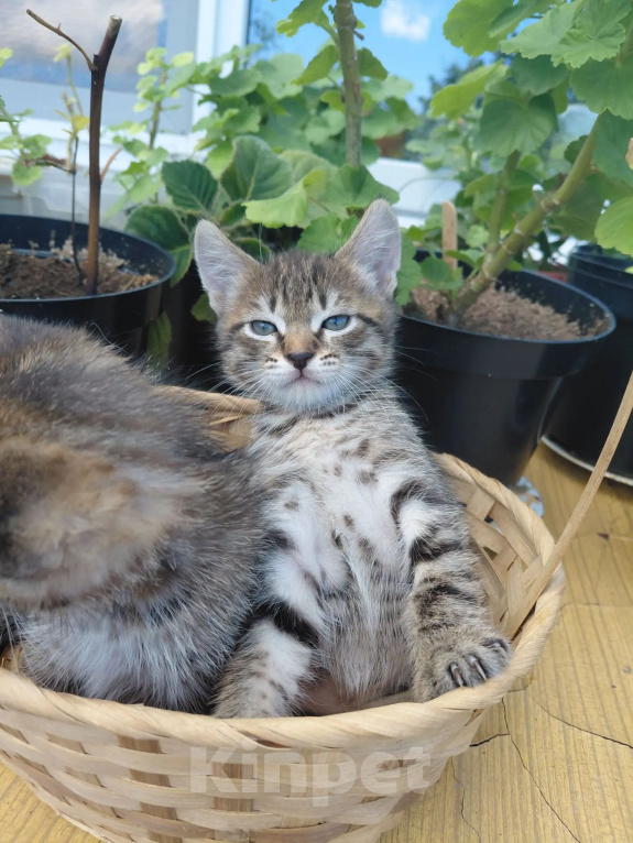 Кошки в Севастополе: Котята Разнополые, Бесплатно - фото 2