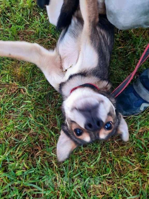 Собаки в Санкт-Петербурге: Всегда всем довольный небольшой пёсик Мальчик, Бесплатно - фото 3