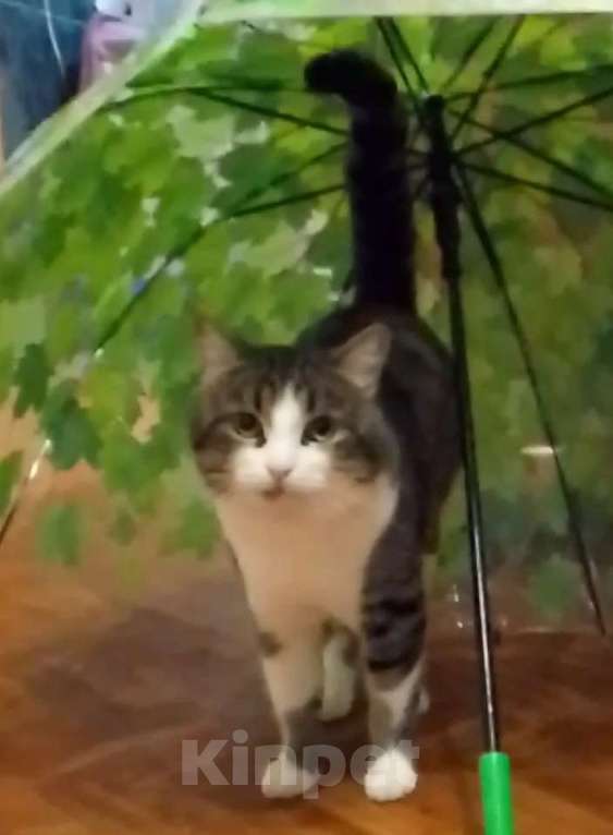 Кошки в Самаре: Пропал кот Мальчик, 5 000 руб. - фото 1