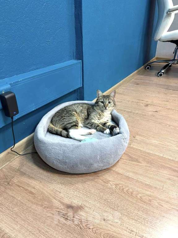 Кошки в Москве: Ищем заботливого, чуткого человека для Лисёны! Девочка, 734 руб. - фото 4