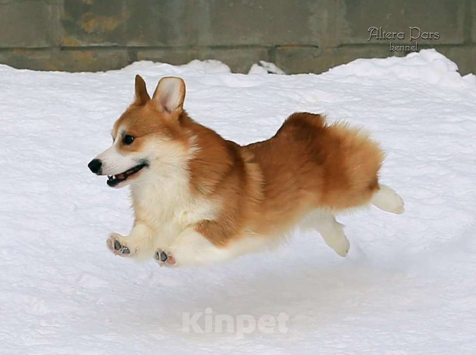 Собаки в других городах Владимирской области: Вельш корги пемброк  Мальчик, 45 000 руб. - фото 3