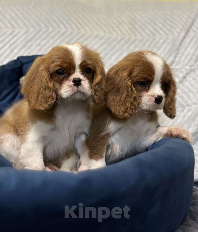 Собаки в Санкт-Петербурге: Щенки кавалер Кинг чарльз спаниеля  Мальчик, 100 000 руб. - фото 6