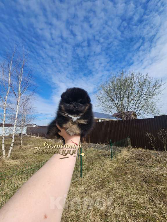 Собаки в Москве: Померанский шпиц черно подпалого окраса питомник Ркф Мальчик, Бесплатно - фото 1
