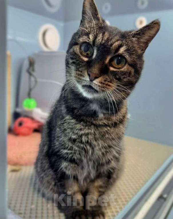 Кошки в Санкт-Петербурге: Кошечка ищет Своего Человека Девочка, Бесплатно - фото 1