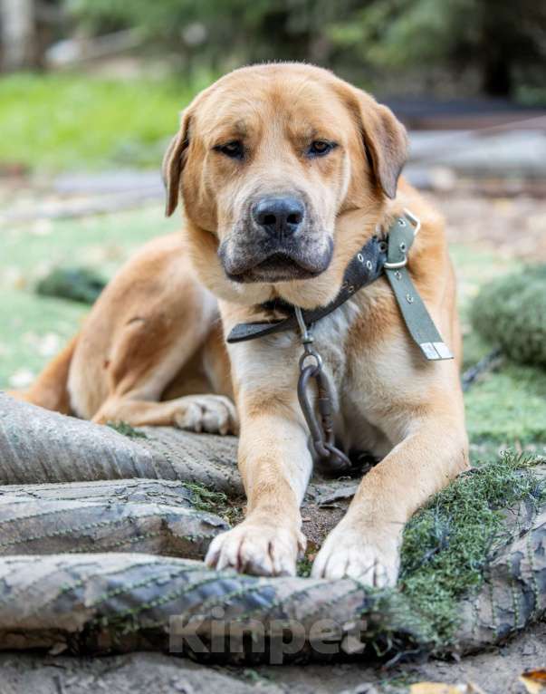 Собаки в Москве: Бося Мальчик, Бесплатно - фото 2