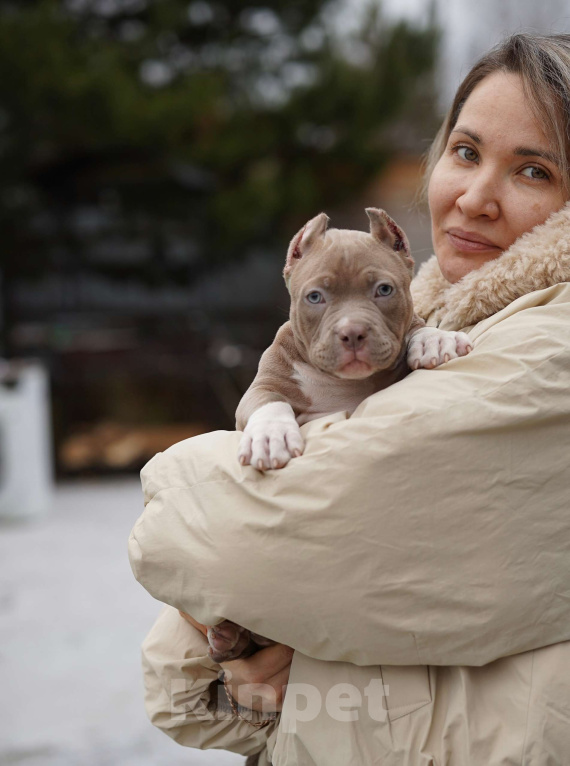 Собаки в Москве: Американский булли покет Девочка, 250 000 руб. - фото 2