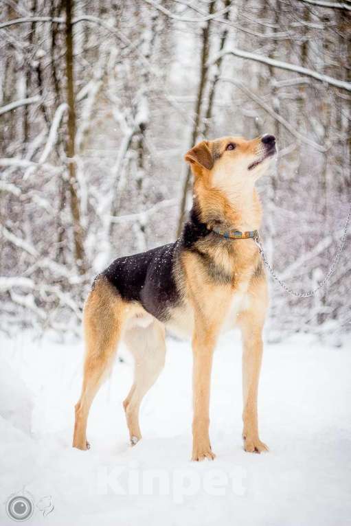 Собаки в Москве: Джой Мальчик, Бесплатно - фото 14
