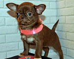 Собаки в Санкт-Петербурге: Шоколадная эксклюзивная девочка. Девочка, 60 000 руб. - фото 3