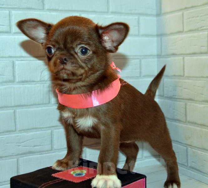 Собаки в Санкт-Петербурге: Шоколадная эксклюзивная девочка. Девочка, 60 000 руб. - фото 3