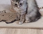 Кошки в Волгограде: Курильский бобтейл котенок Девочка, 40 000 руб. - фото 6
