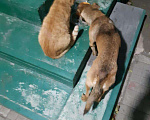 Собаки в Кропоткине: Пропала собака Мальчик, 1 руб. - фото 3