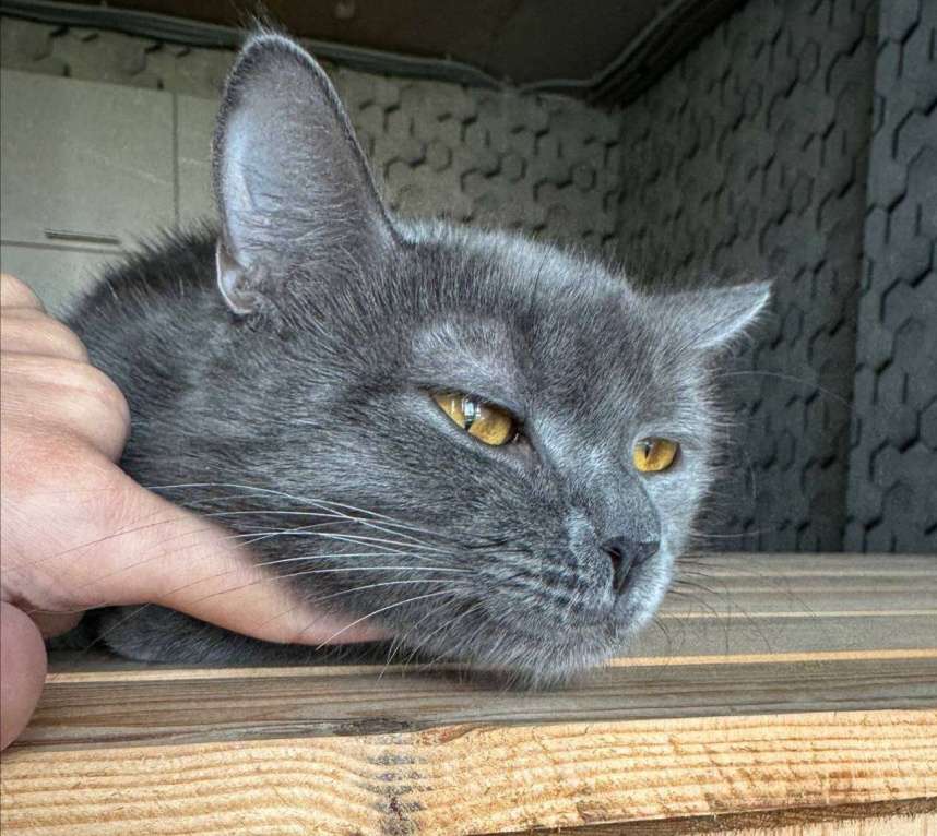 Кошки в Москве: Друзья, ищет дом кошечка Дымка.  Девочка, Бесплатно - фото 4