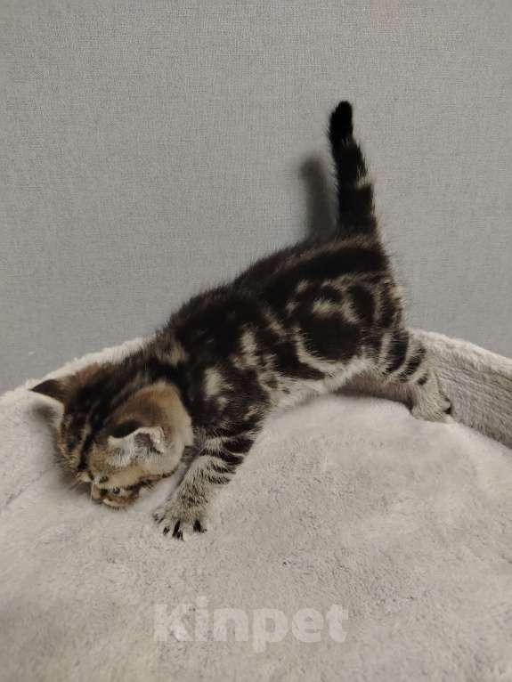 Кошки в Москве: Шотландская мраморная девочка Девочка, 20 000 руб. - фото 5