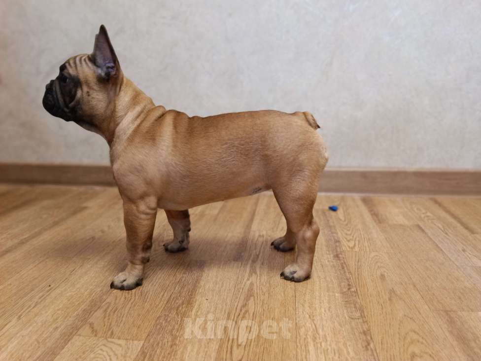 Собаки в Москве: Щенки французского бульдога Девочка, 50 000 руб. - фото 2