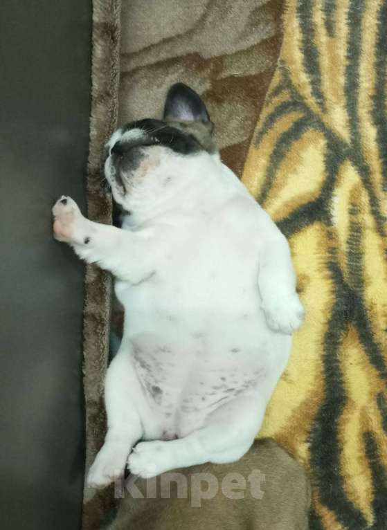 Собаки в Балахне: Три сестрички Девочка, 40 000 руб. - фото 2