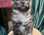 Кошки в Петергофе: Девулечка куночка  Девочка, 40 000 руб. - фото 5