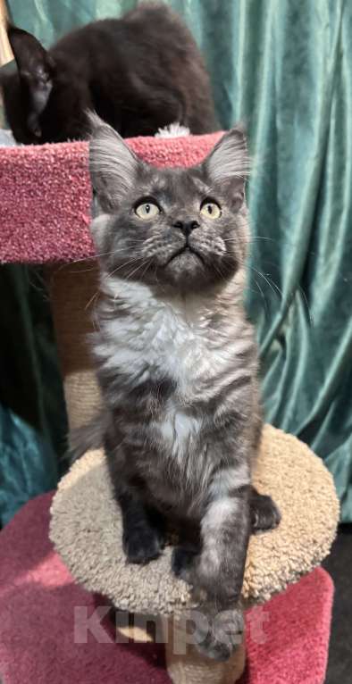 Кошки в Петергофе: Девулечка куночка  Девочка, 40 000 руб. - фото 5