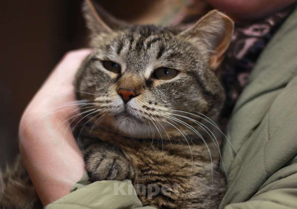 Кошки в Санкт-Петербурге: Кошечка ищет семью Девочка, Бесплатно - фото 3