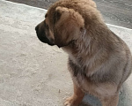 Собаки в Дзержинске: Милый Добряк в добрые руки Мальчик, 1 руб. - фото 3