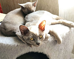 Кошки в Москве: Котята европейской бурмы  Девочка, 50 000 руб. - фото 3