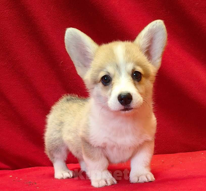 Собаки в Москве: Рыжики Мальчик, 50 000 руб. - фото 9