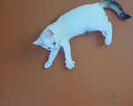 Кошки в других городах Пермского края: Кошка Девочка, Бесплатно - фото 1