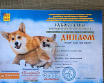 Собаки в Электростали: Предлагается для вязки кобель, порода Сиба- Мальчик, 5 000 руб. - фото 8