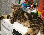 Кошки в Мур: Кот вязка, 1 руб. - фото 1
