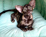 Кошки в Краснодаре: Прекрасный ориентальный котенок Девочка, 44 999 руб. - фото 1