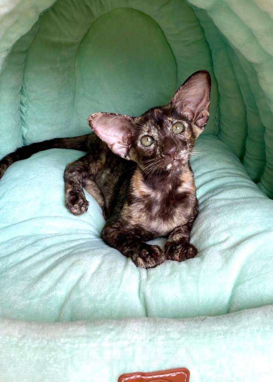 Кошки в Краснодаре: Прекрасный ориентальный котенок Девочка, 44 999 руб. - фото 1