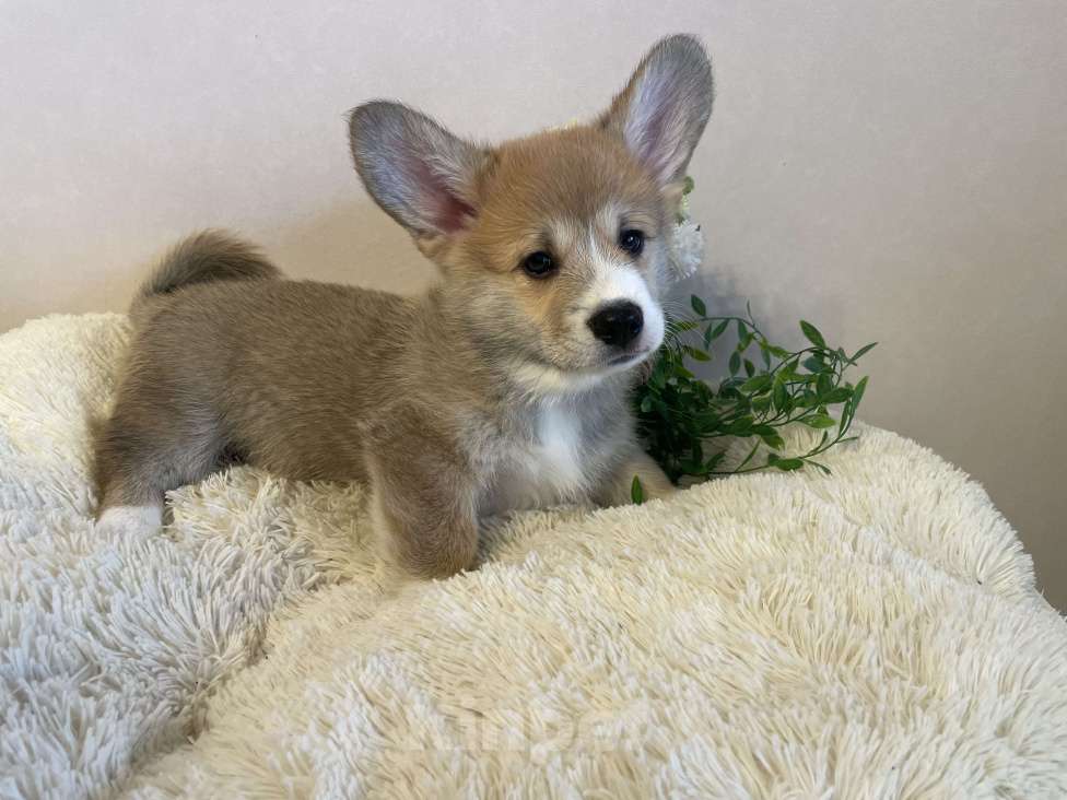 Собаки в Новосибирске: Будущий интерчемпион, мальчик Вельш корги Пемброк Мальчик, Бесплатно - фото 3