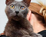 Кошки в Москве: Гера котик Мальчик, Бесплатно - фото 1
