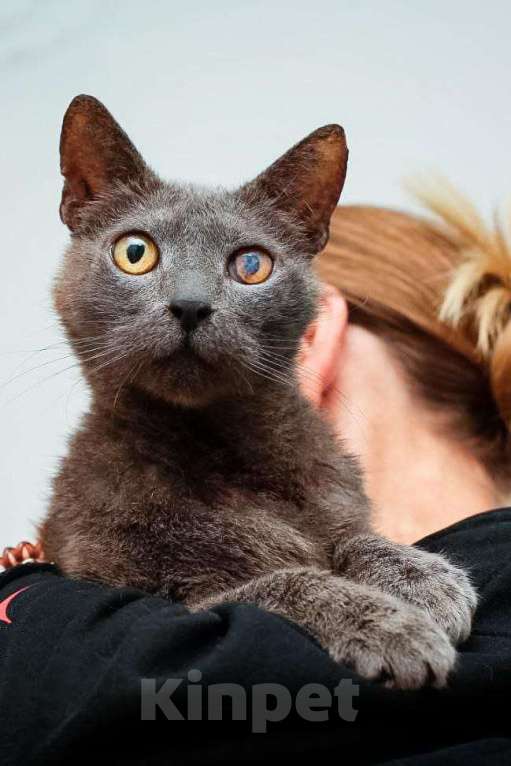 Кошки в Москве: Гера котик Мальчик, Бесплатно - фото 1