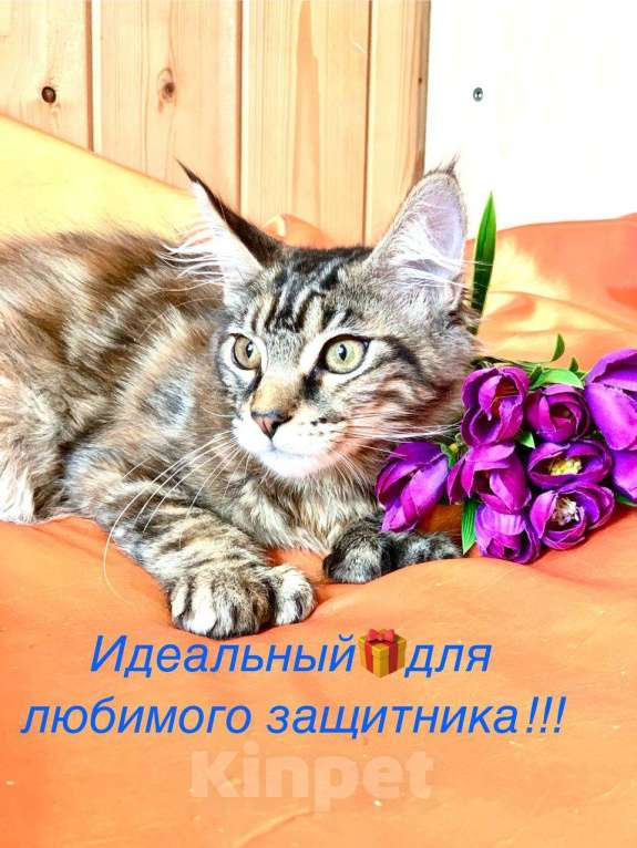 Кошки в Челябинске: 🔥🔥🔥 КОТЕНОК МЕЙН-КУН ПОЛИДАКТ ДЕВОЧКА Девочка, Бесплатно - фото 1