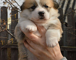 Собаки в Москве: Вельш корги пемброк Мальчик, 50 000 руб. - фото 4