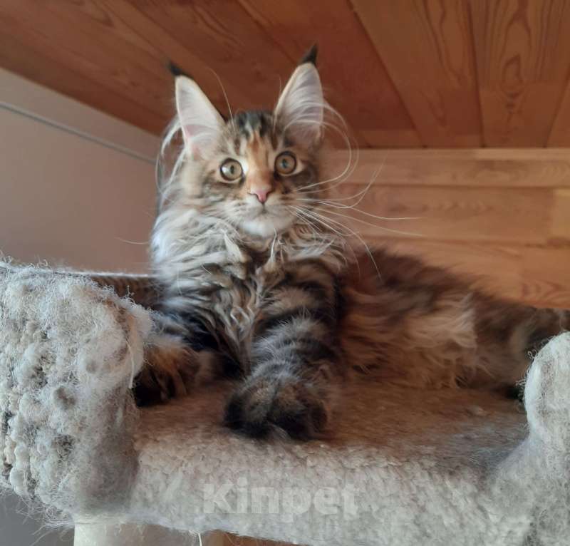 Кошки в Воткинске: Предлагается к продаже девочка Мейн -кун  Девочка, 45 000 руб. - фото 2