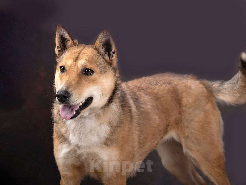 Собаки в Москве: Самая ласковая и добрая собачка Лори ищет дом Девочка, Бесплатно - фото 3